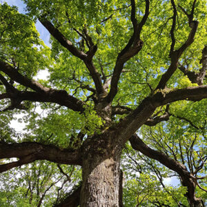 lezing-Hoe-bomen-verbinden-maja-kooistra